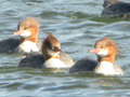 Common Merganser